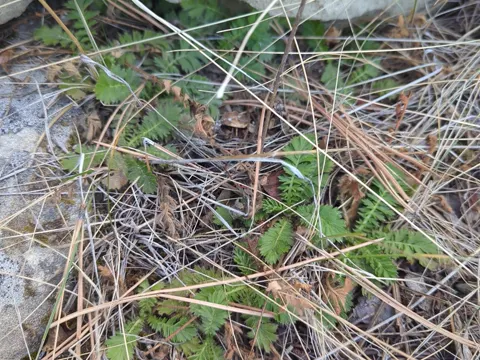 Prairie Smoke (Geum triflorum)