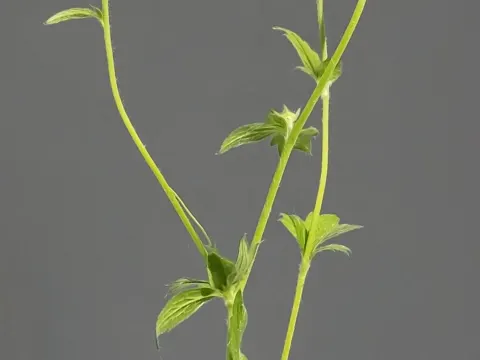 Wood Avens