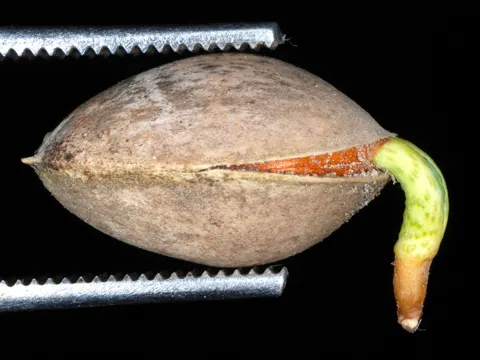 Fächerblattbaum