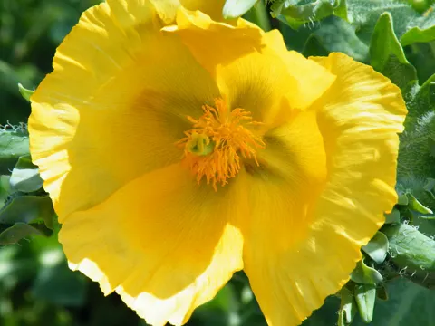 Gelber Hornmohn (Glaucium flavum)