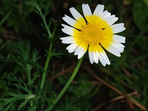 Kronenwucherblume