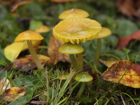 Parrot Waxcap