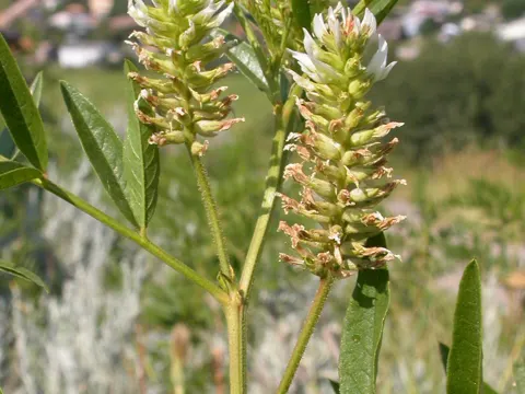 Wilde Süßholz