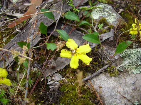 Goodenia hederacea (Goodenia hederacea)