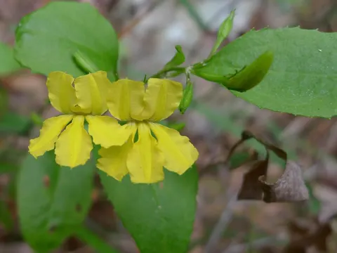 Goodenia ovata (Goodenia ovata)