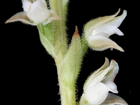Silberstreifiges Goldkraut (Goodyera oblongifolia)