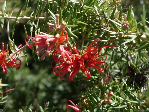 Grevillea juniperina (Grevillea juniperina)