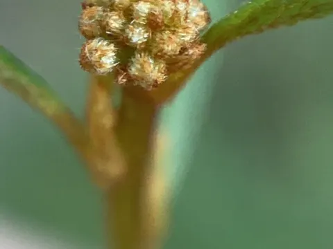 Grevillea parviflora (Grevillea parviflora)