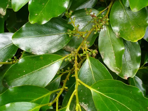 Griselinia littoralis