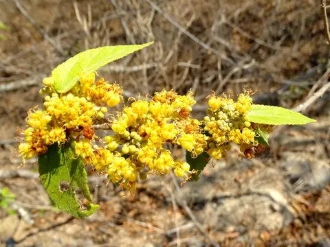 Guazuma ulmifolia (Guazuma ulmifolia)