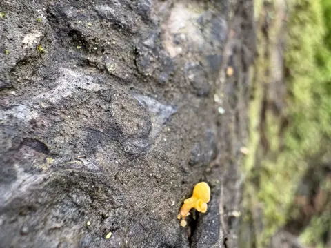 Trumpet Jelly Cup (Guepiniopsis buccina)