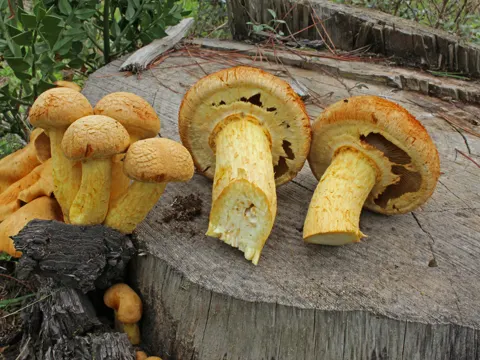 Flockenstieliger Hexen-Hexen-Doppelseitling (Gymnopilus junonius)