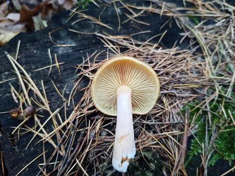 Geflecktblättriger Flämmling (Gymnopilus penetrans)