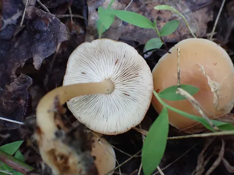 Oak Loving Gymnopus