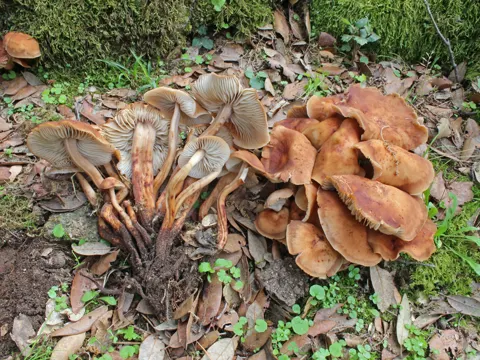 Spindeliger Rübling (Gymnopus fusipes)