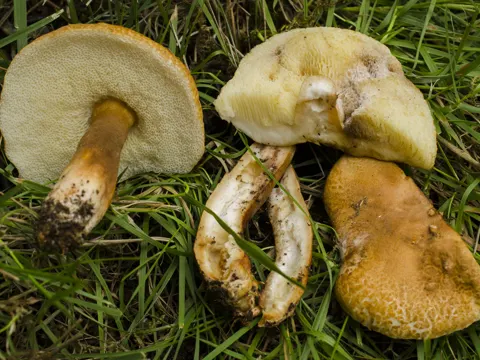 Hasenröhrling (Gyroporus castaneus)