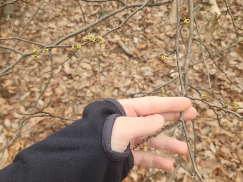 American Witch-hazel
