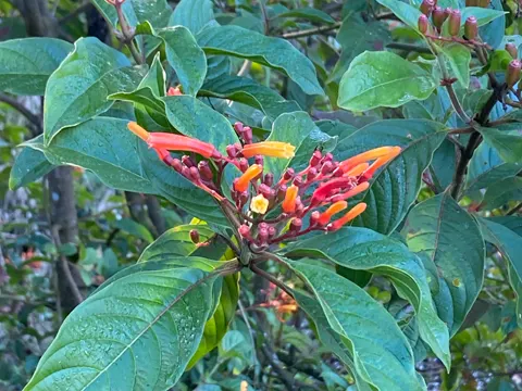 Scarlet Sage (Hamelia patens)