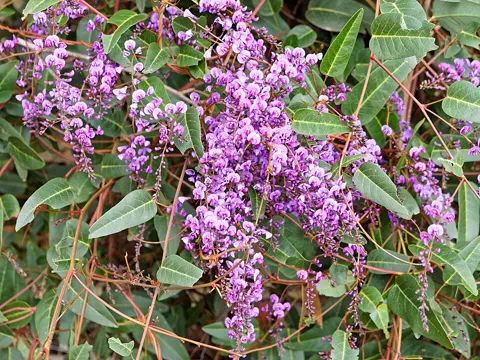 Purple Pea (Hardenbergia violacea)