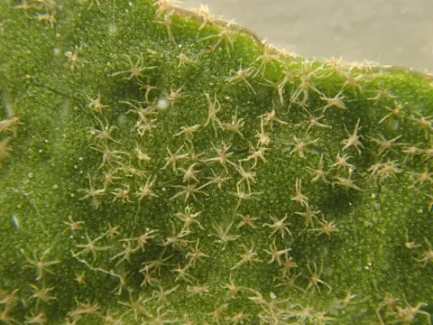 Atlantischer Efeu (Hedera hibernica)