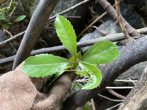 Pigeonwood (Hedycarya arborea)