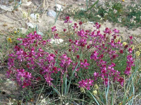 Alpen-Süssklee (Hedysarum alpinum)