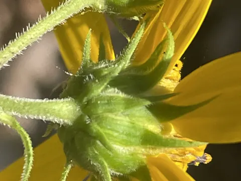 Helianthus divaricatus (Helianthus divaricatus)