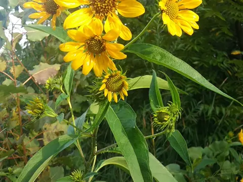 Helianthus grosseserratus (Helianthus grosseserratus)
