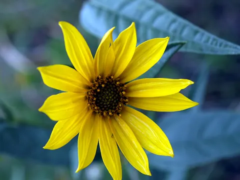 Maximilians-Sonnenblume