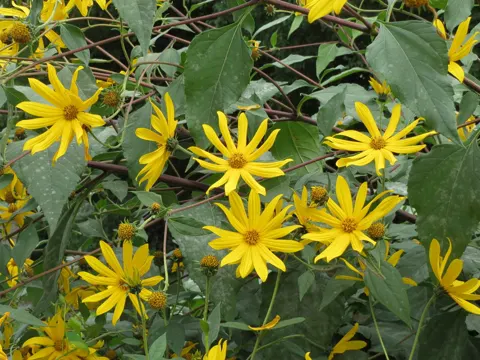 Topinambur