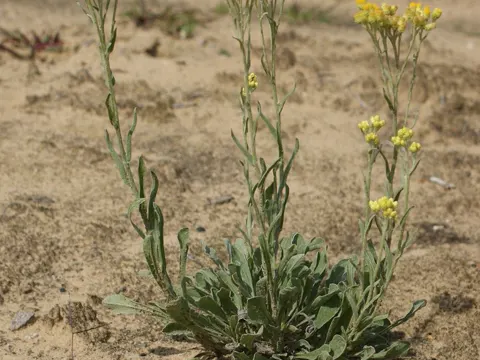 Sand-Strohblume (Helichrysum arenarium)
