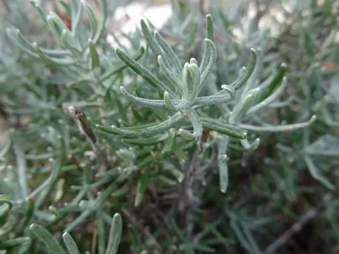 Currykraut (Helichrysum stoechas)