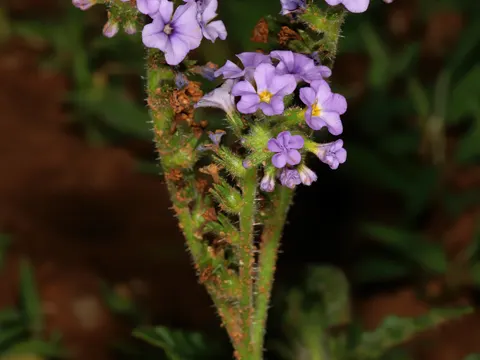 Heliotropium amplexicaule (Heliotropium amplexicaule)