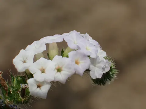 Indische Vanille (Heliotropium indicum)
