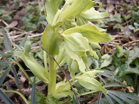 Stinkende Nieswurz (Helleborus foetidus)