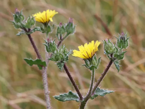 Bristly Oxtongue