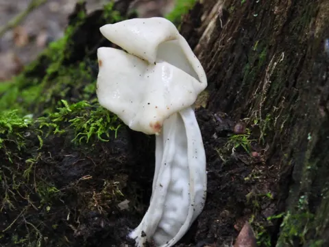 Elfin Saddle