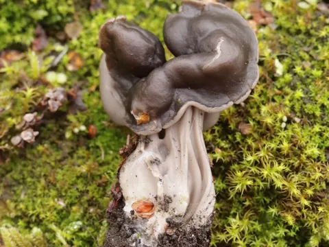 Grubenlorchel (Helvella lacunosa)