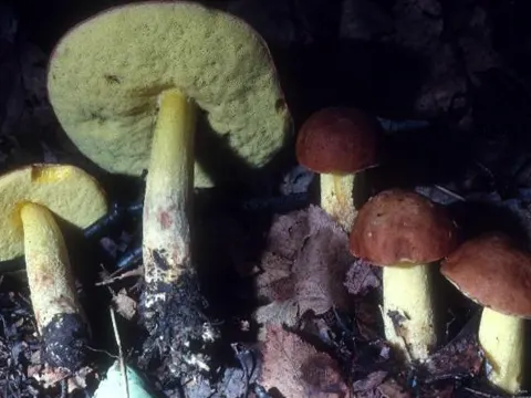 Hemileccinum subglabripes