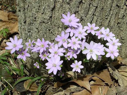 Spitzlappige Leberblümchen