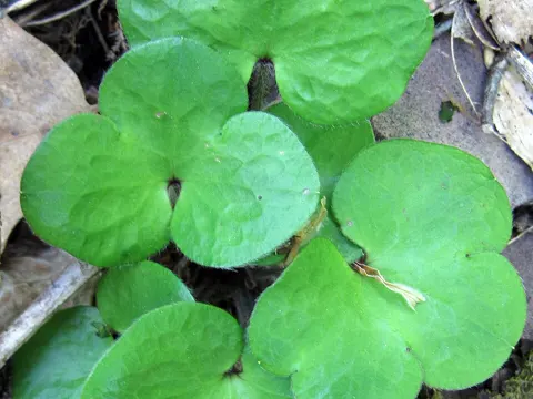 Leberblümchen