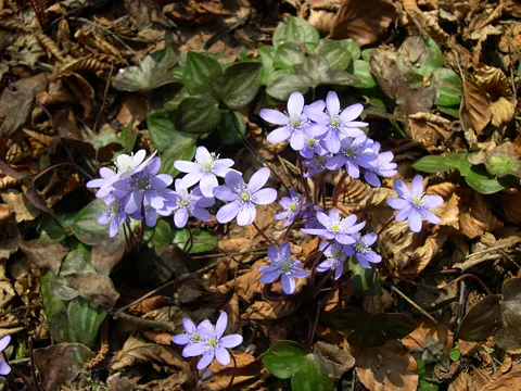 Liverleaf (Hepatica nobilis)