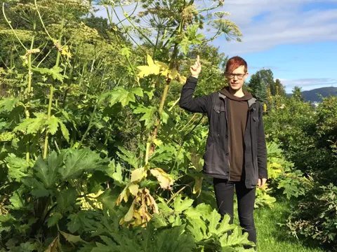 Riesenbärenklau (Heracleum mantegazzianum)