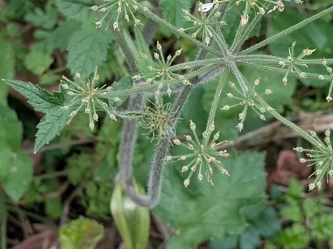 Wiesen-Bärenklau