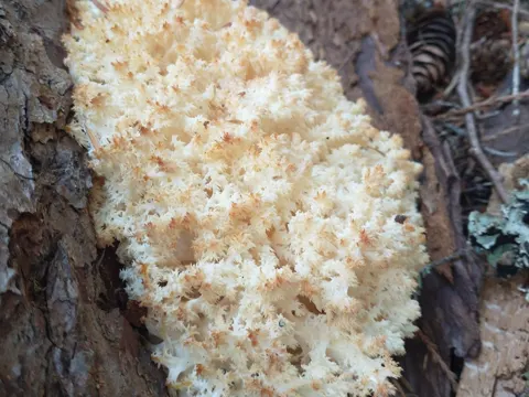 Conifer Coral Tooth (Hericium abietis)