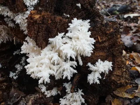 Bear's Tooth Fungus