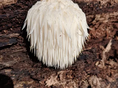 Affenkopfpilz