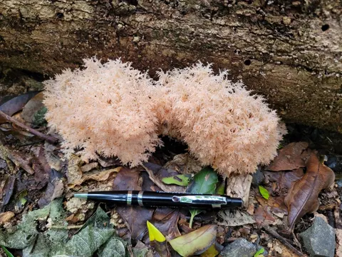 Hericium novae-zealandiae