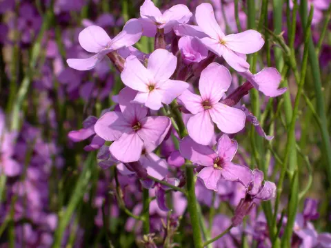 Nachtviole