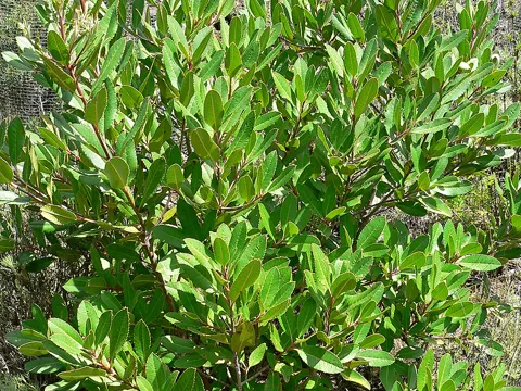Toyon (Heteromeles arbutifolia)